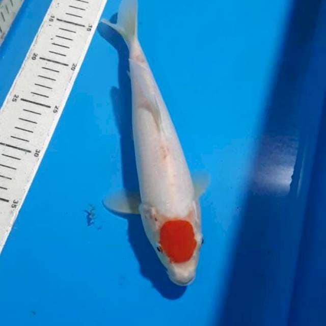 TANCHO KOHAKU 28 CM