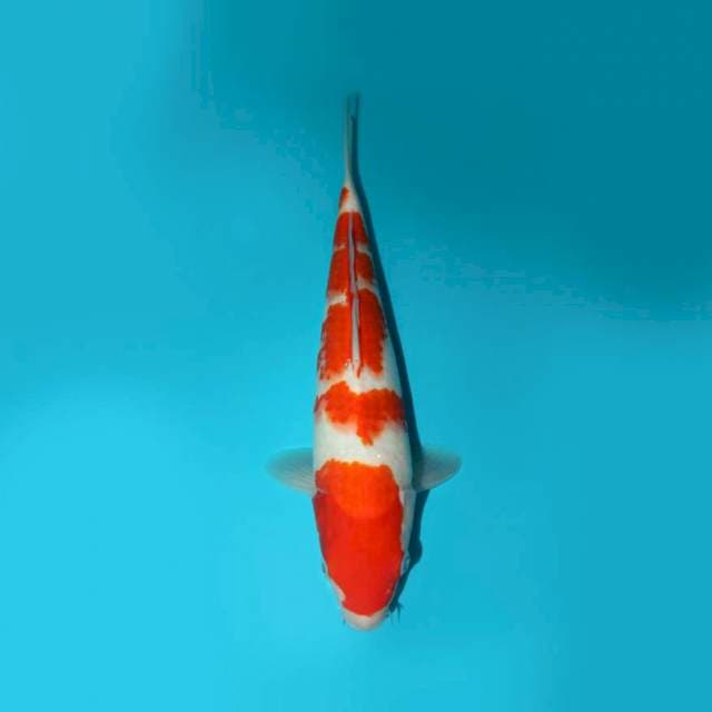 KOHAKU 31 CM