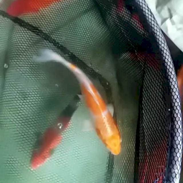 Hariwake 30cm