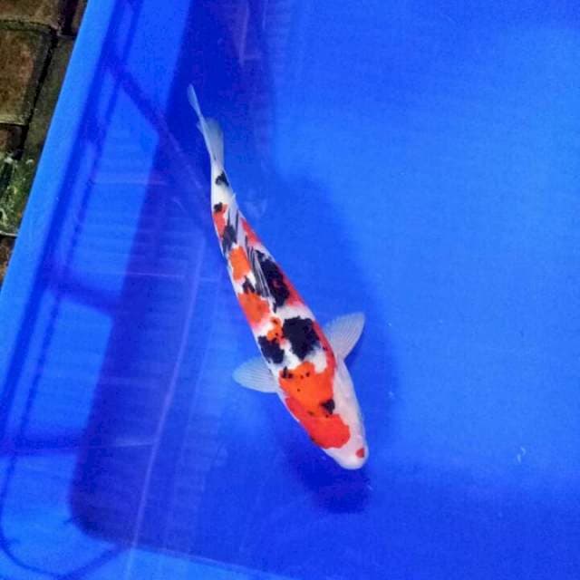 Taisho sanke 28cm