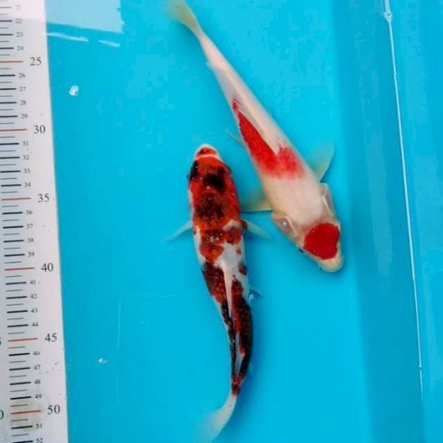 Duo original 25bu