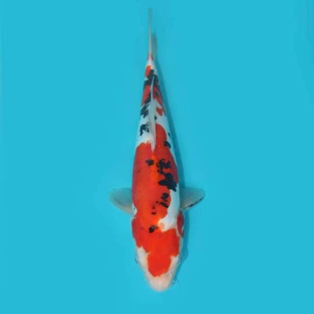 SANKE DOITSU 28 cm