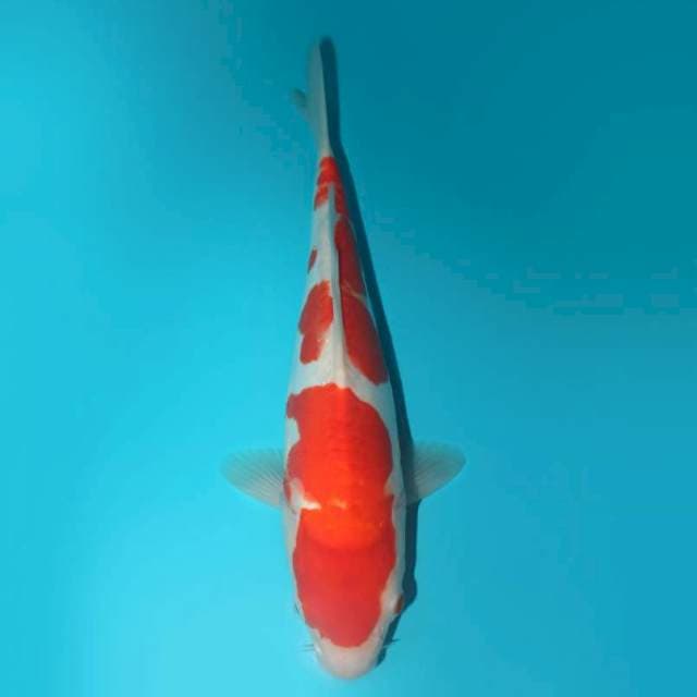 KOHAKU DOITSU 30 cm