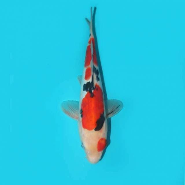 SANKE DOITSU 27 CM