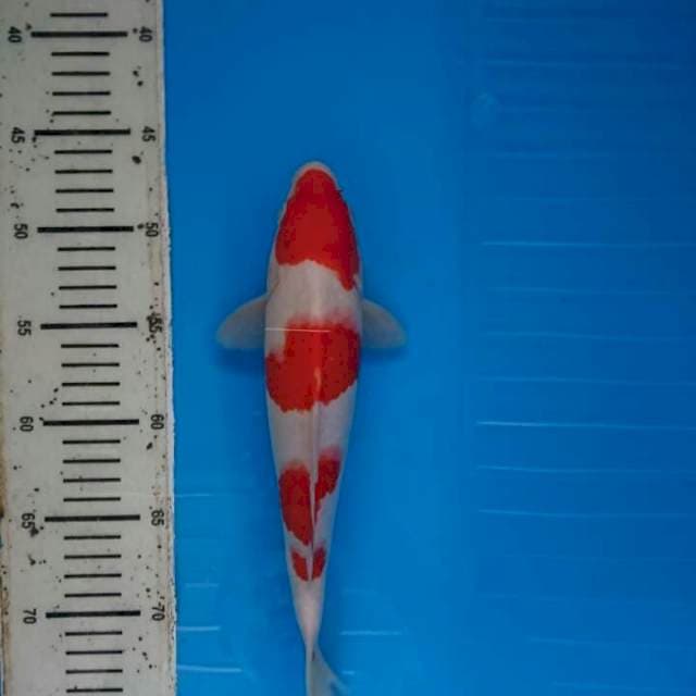 Yondan kohaku bulki