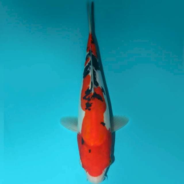 SANKE DOITSU 27 CM