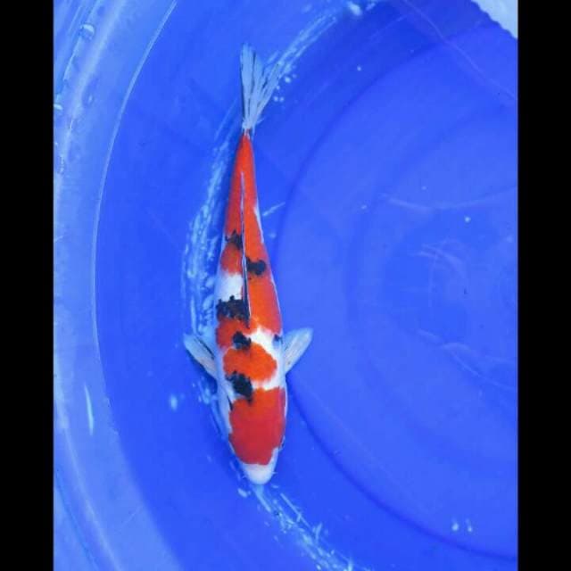 Taisho Sanke Halus - 33cm