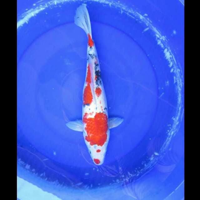 Kindai Showa Jumbo - 41cm
