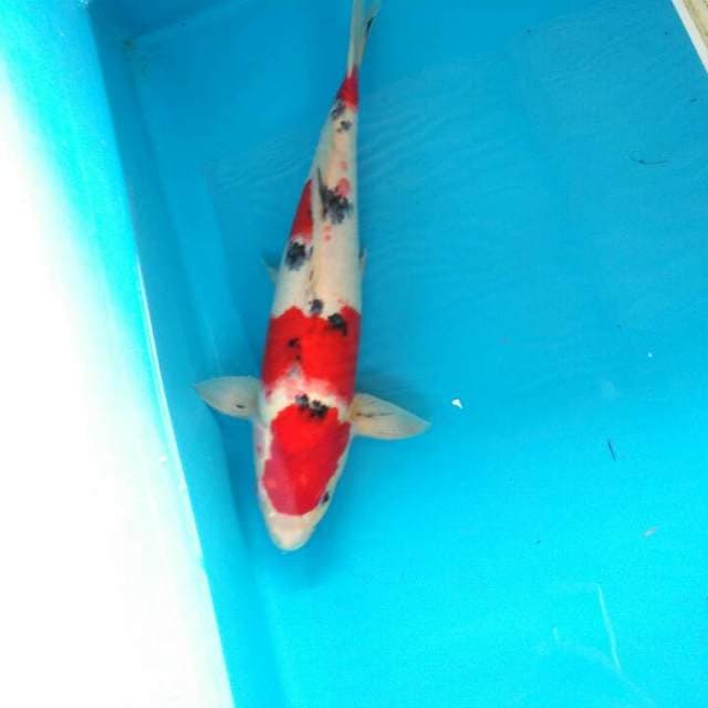 Hi sanke strong 39cm
