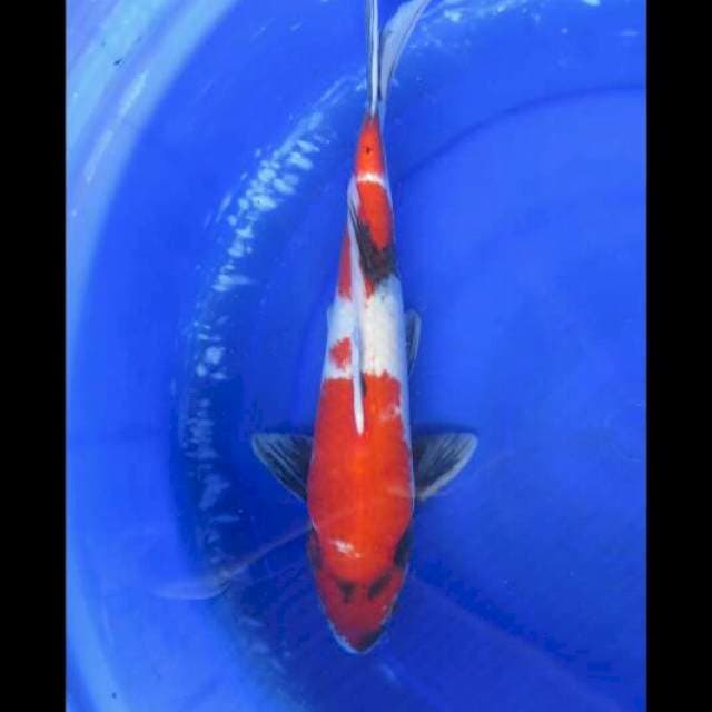 Red Showa Jumbo - 39cm