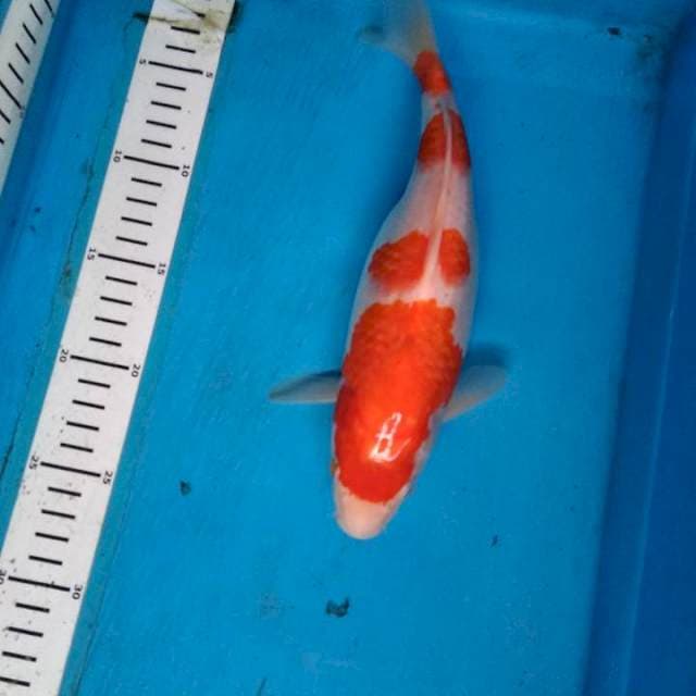 Kohaku yondan