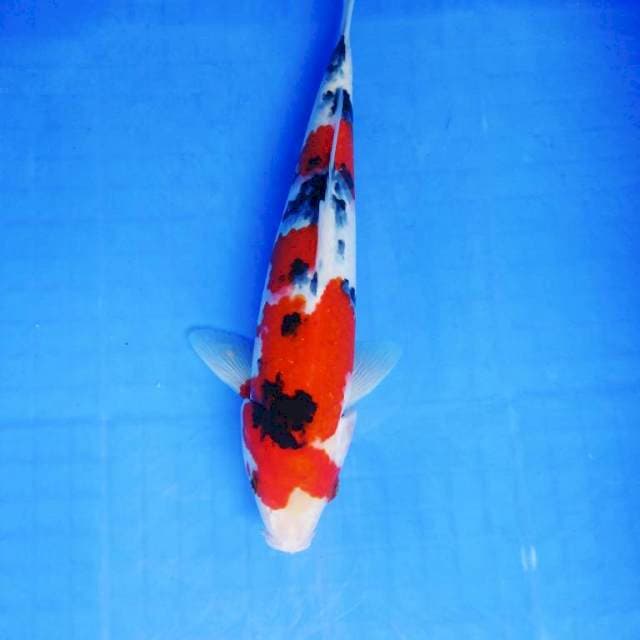 Sanke male 32 cm