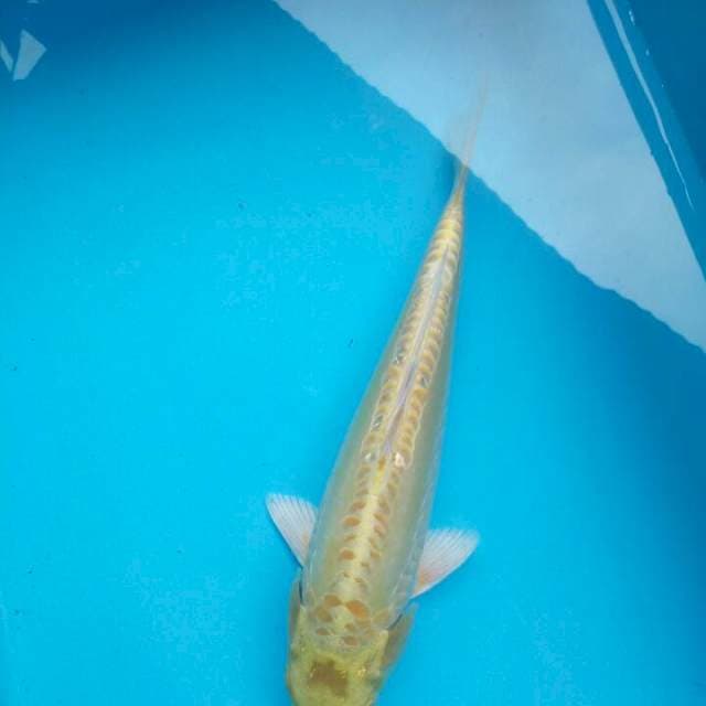 Yamabuki 27cm