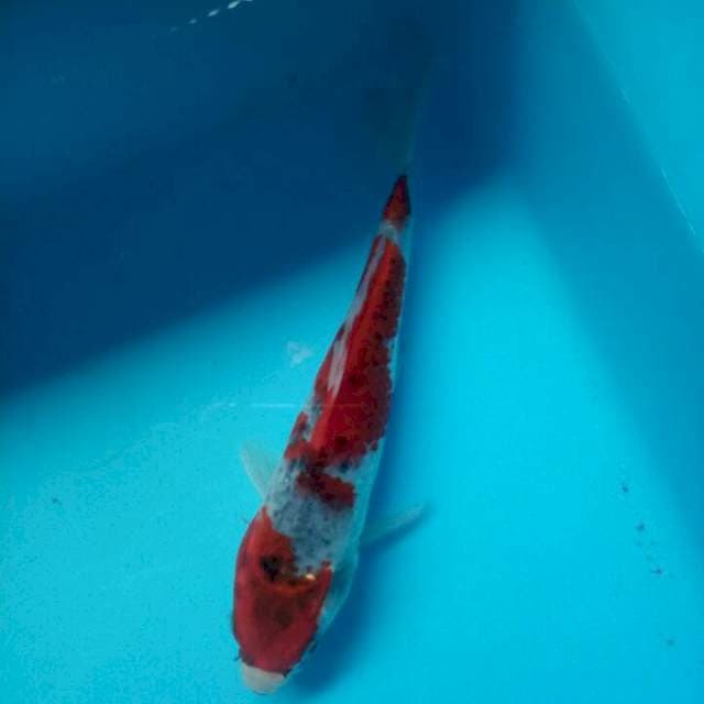 Goshiki 18cm