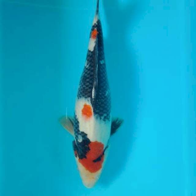 Showa kindai 31 cm