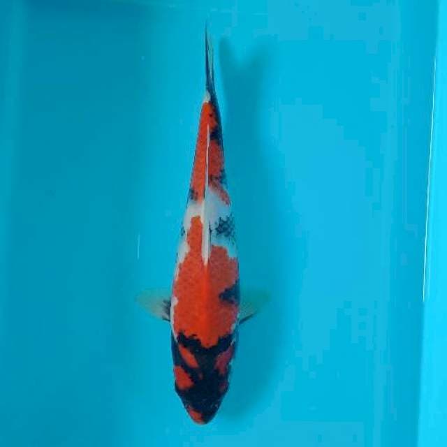 Showa 29 cm