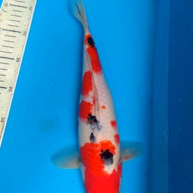 Sanke 33cm