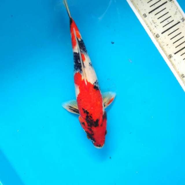 Showa 30cm
