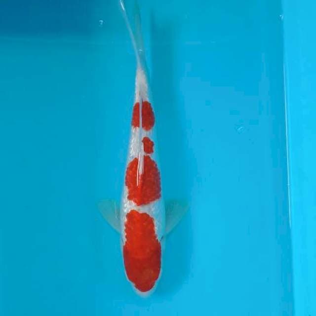 Kohaku ginrin 3 step 31 cm