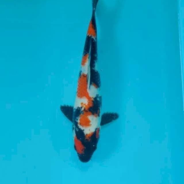 Showa kindai 25 cm