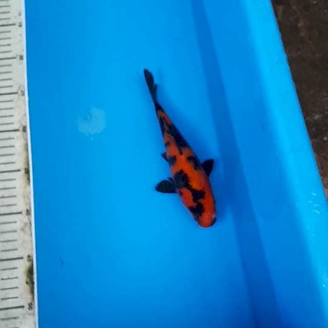 HI UTSURI SHOW QUALITY 20 CM