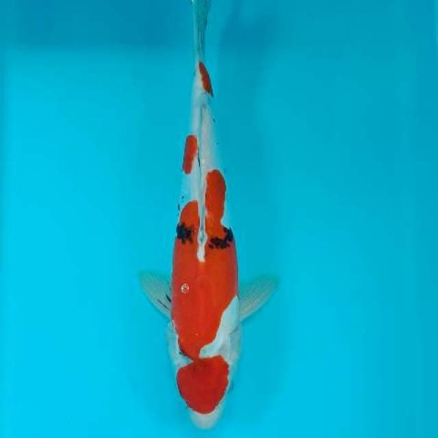 Sanke 32 cm