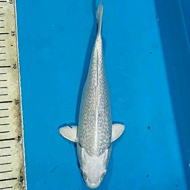 PLATINUM GINRIN JOS
