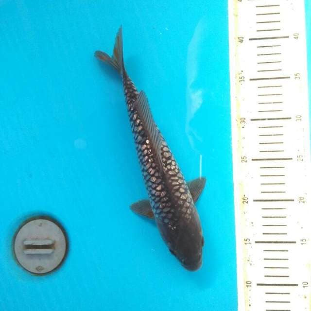 Naga ginrin 31cm