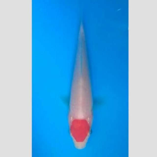 tanco kohaku ori 10cm (lelang kilat) siap show