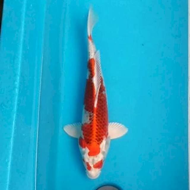 Kujaku jreng original 36cm