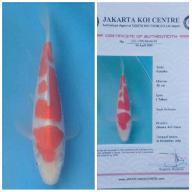 Okawa Sandan Kohaku