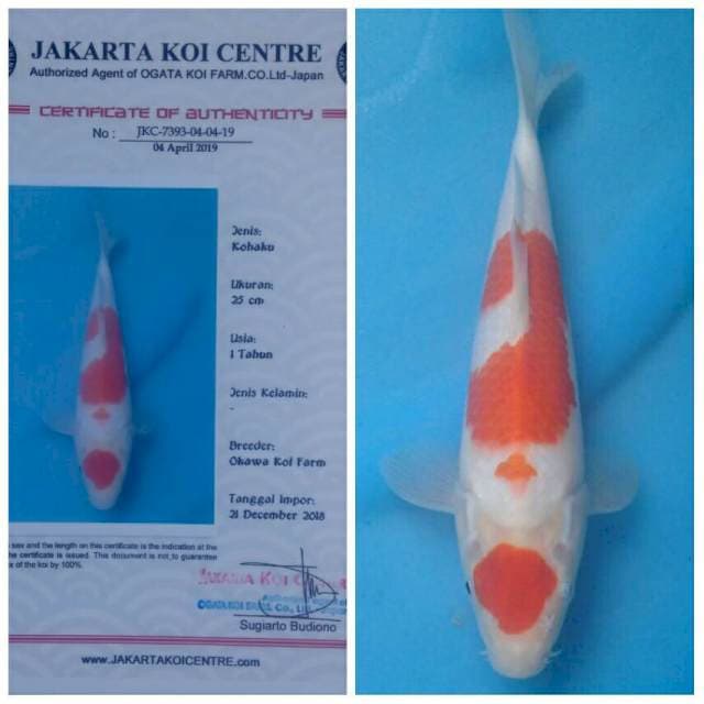 Okawa Maruten Kohaku