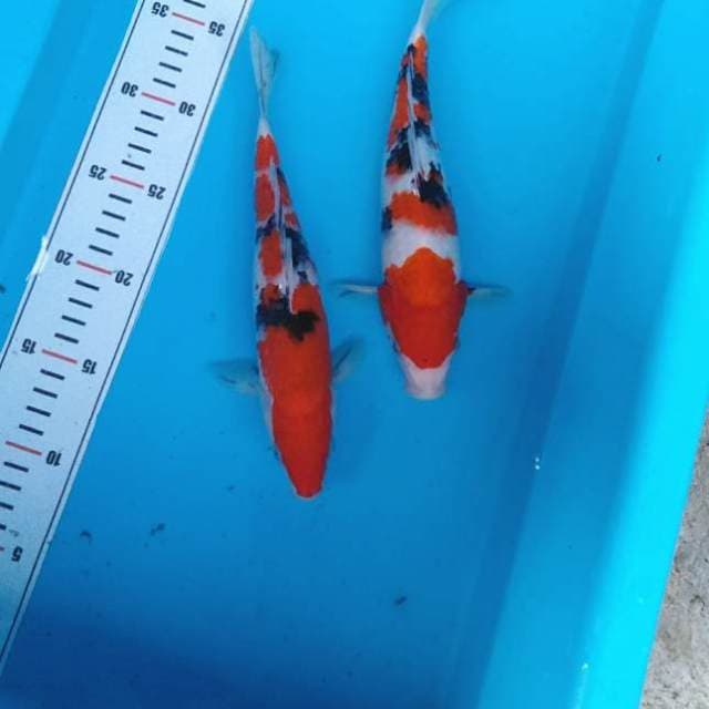 NKC - duo sejoli