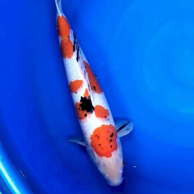 Sanke import calon jumbo 55cm