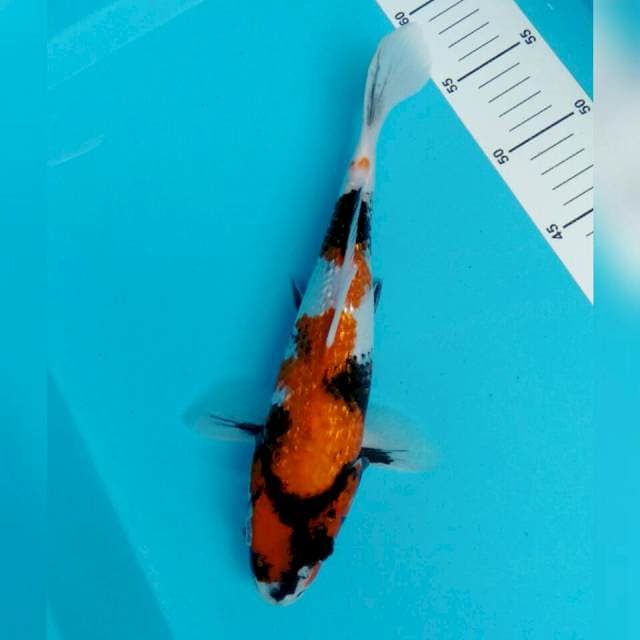SHOWA GINRIN 29CM. GOOD QUALITY