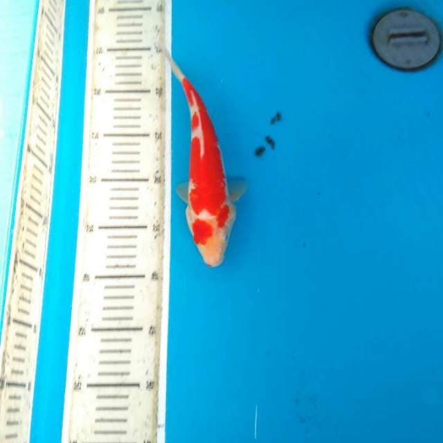 Koahku 22cm