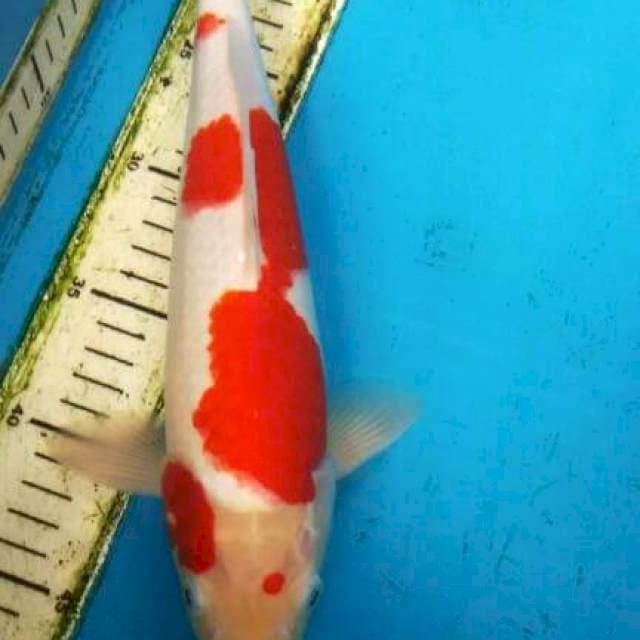 Kohaku 32cm #70002