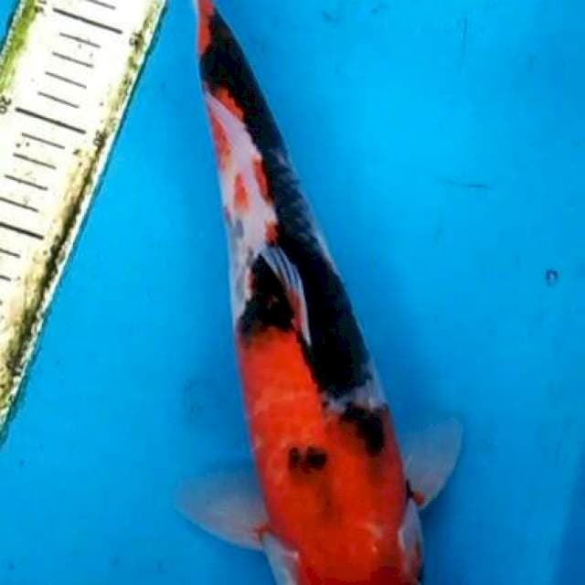 Showa 33cm