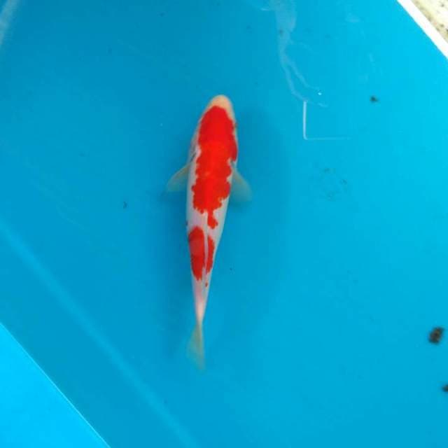Kohaku 22cm