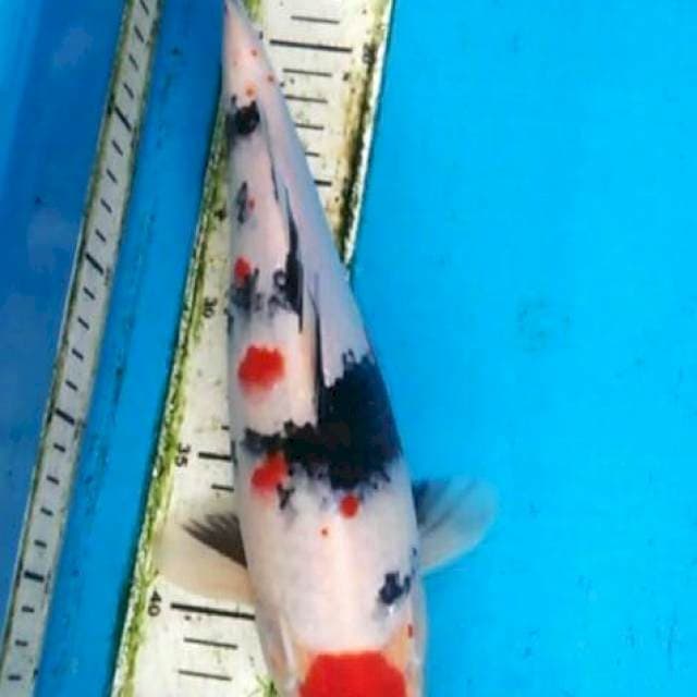 Maruten Showa 32cm