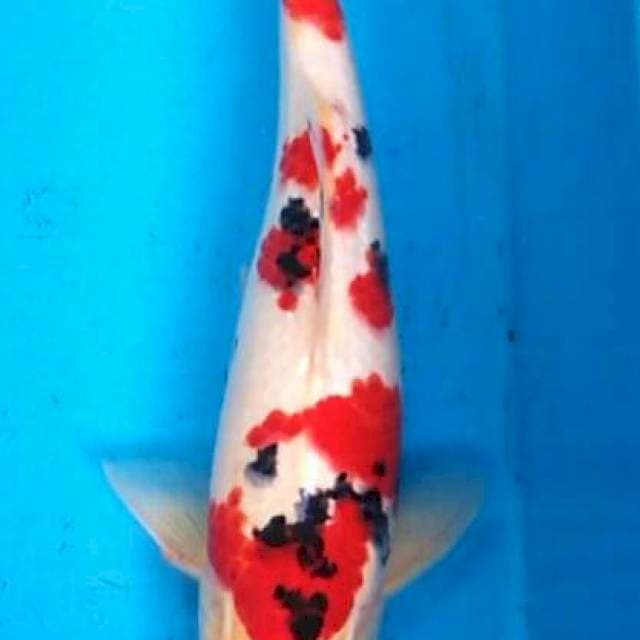 Bozu Shanke 33cm