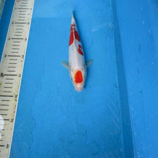 Kohaku
