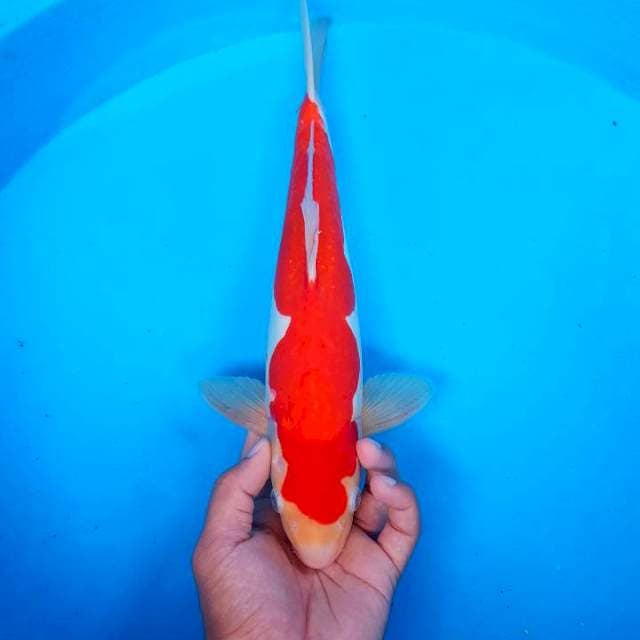 KOHAKU ~ BAKAT JUMBO