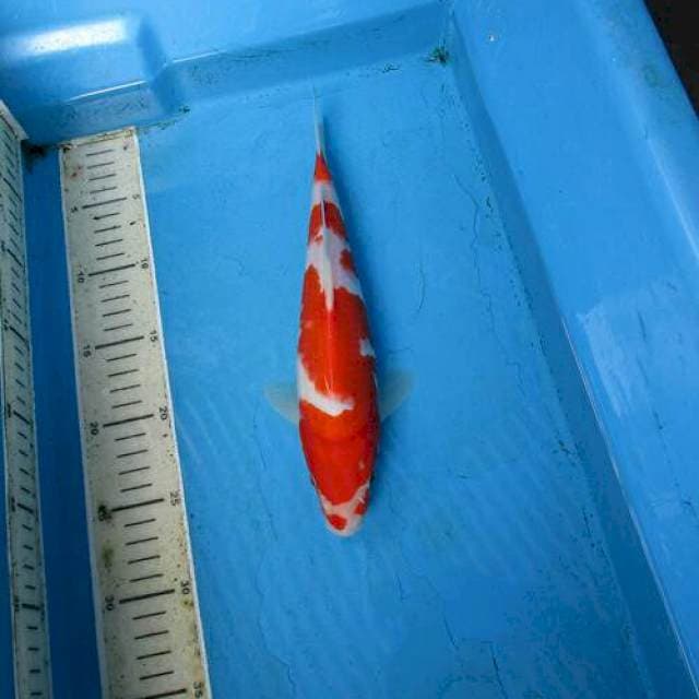 Kohaku