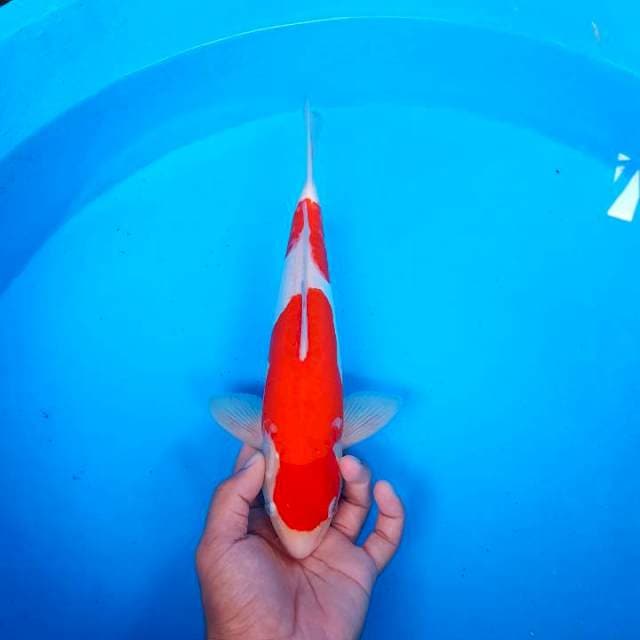 KOHAKU ~ BAKAT JUMBO