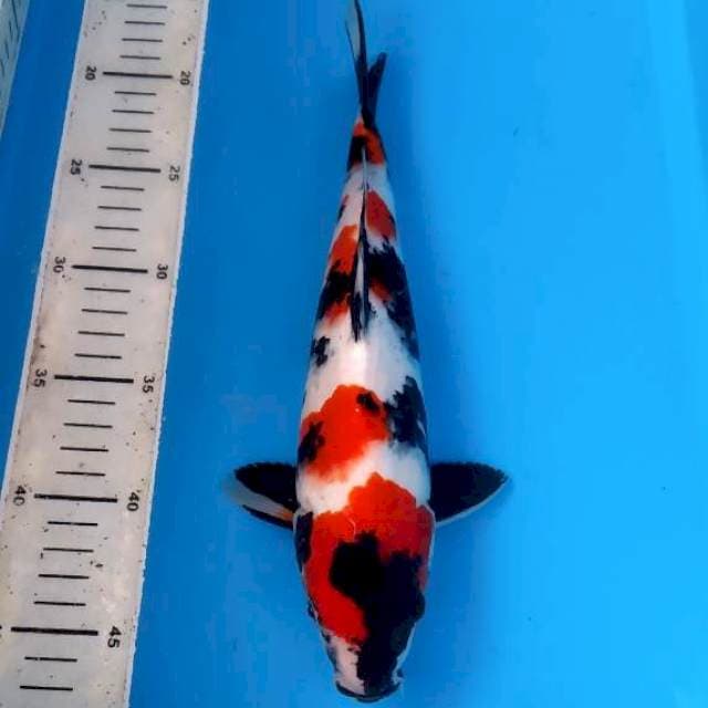 BKS ( SHOWA 30 CM )