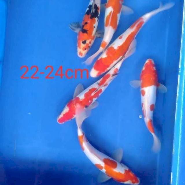 kohaku sanke