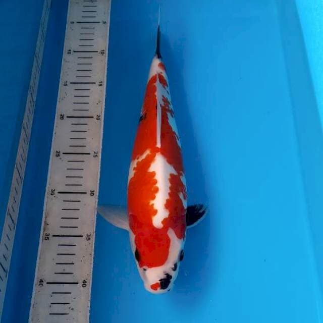 BKS ( SHOWA 35 CM )