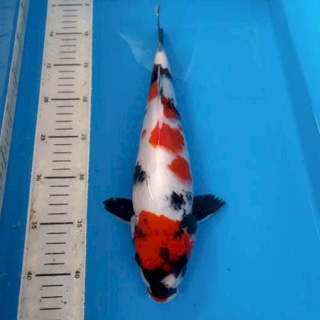 BKS ( SHOWA 34 CM )