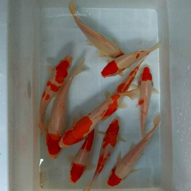18-24CM - MIX SEHAT 10 EKOR